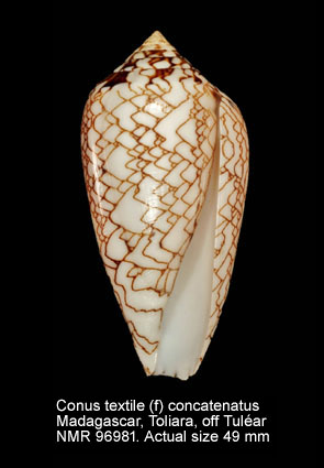 Conus textile (f) concatenatus.jpg - Conus textile (f) concatenatus Kiener,1850